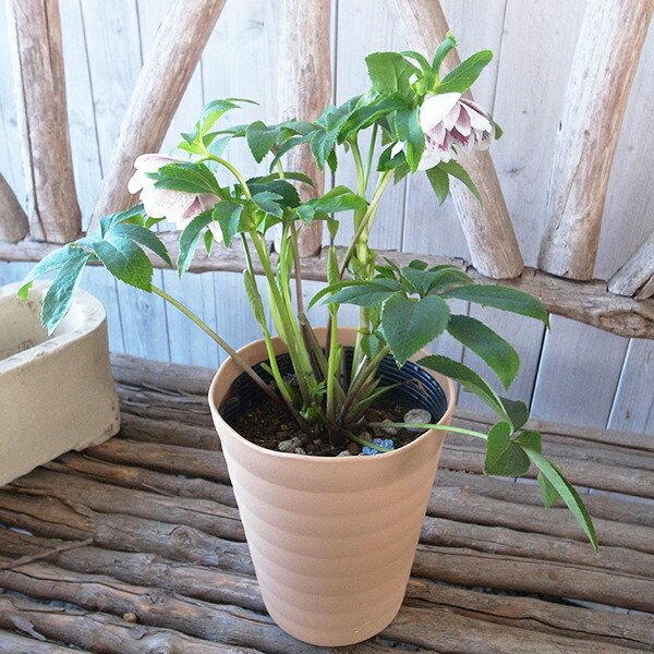 楽天市場】クリスマスローズ ダブル 開花株 ホワイトブロッチ 5号 現品