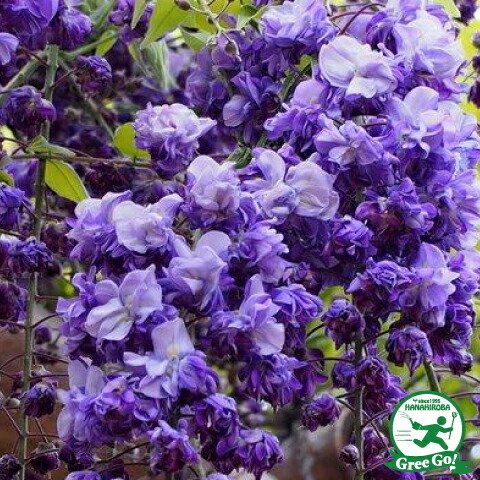 楽天市場】藤 苗 【 八重黒竜藤 】 ポット苗 花藤 やえこくりゅう 苗木