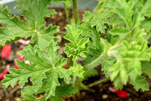 楽天市場】ミセステイラー・ゼラニウム/ハーブの苗 9cmポット : ハーブ