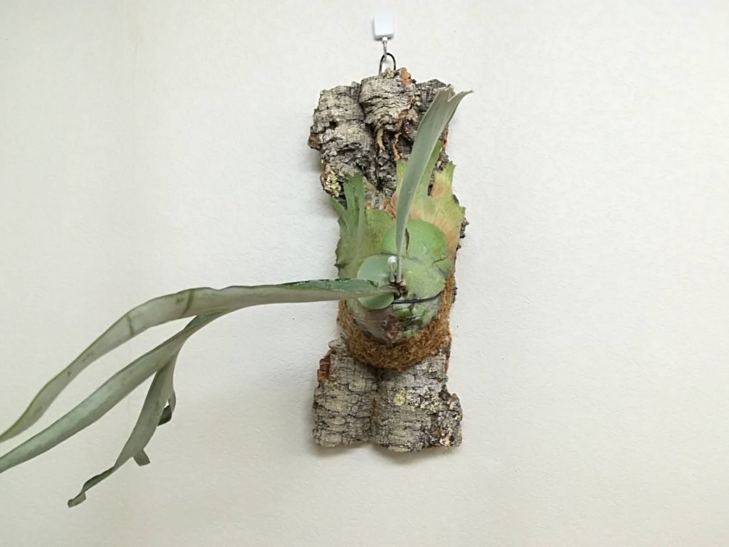 ビカクシダ・ビーチーのコルク付けから5カ月後。≪P.veitchii4年目