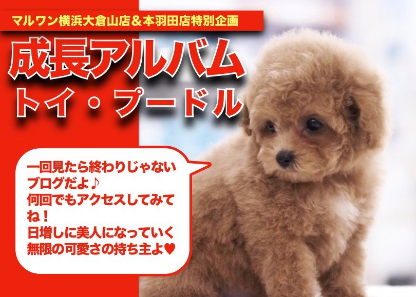 トイプーちゃんの成長アルバム 】濃いめのアプリコットカラー