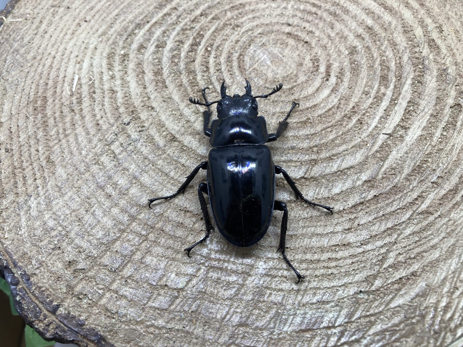 成虫】ギラファノコギリクワガタ（ネグロス島） | ペットフォレスト