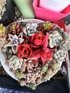 2026年最新】多肉植物エケベリア寄せ植えセット多肉弁当の人気アイテム