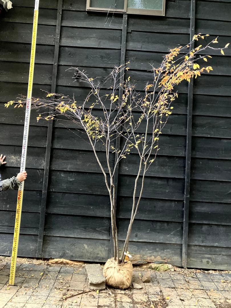 200 山採り　アカシデ 山採り自然樹形アカシデ販売 秋元園芸