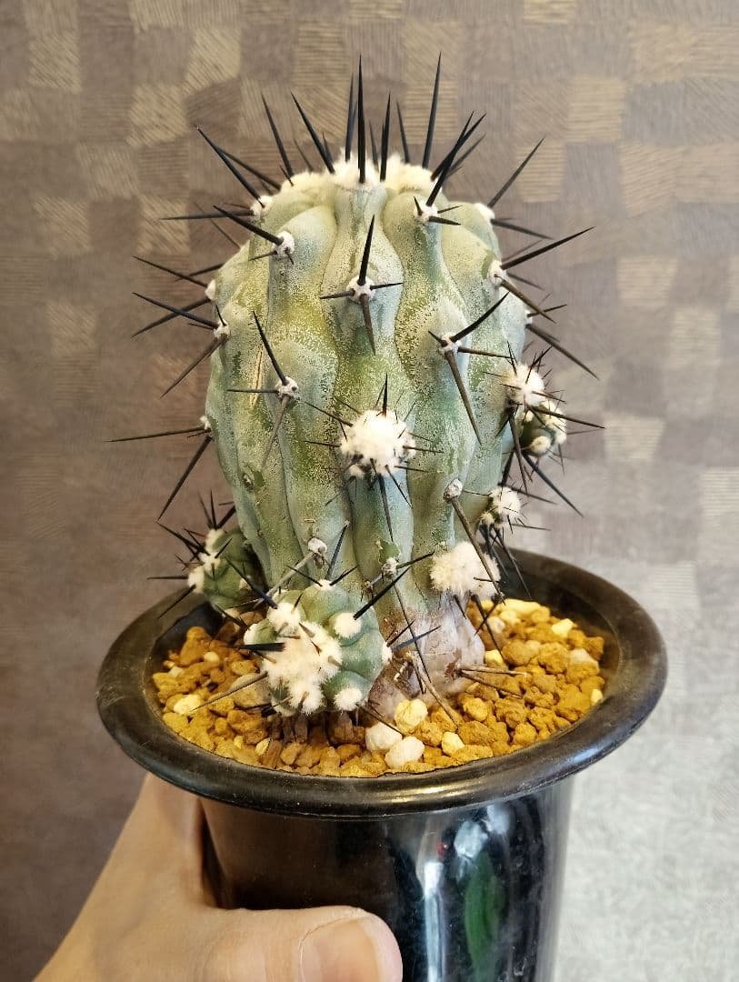 \"現地株 特選\" コピアポア 黒王丸 カキコ コピアポア シネレア 黒王丸 カキコ | GREEN LUCK