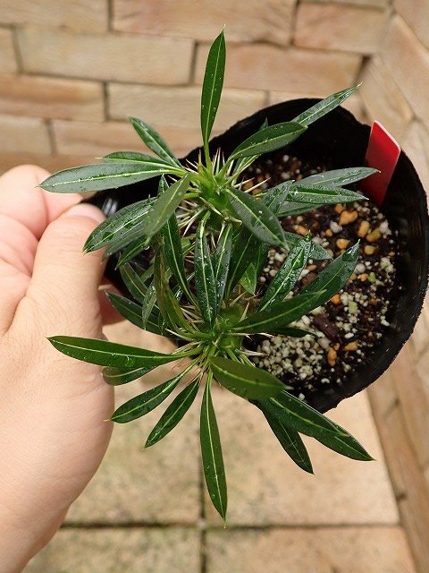 パキポディウム ラメリー 実生トリプルヘッド | 希少植物の販売