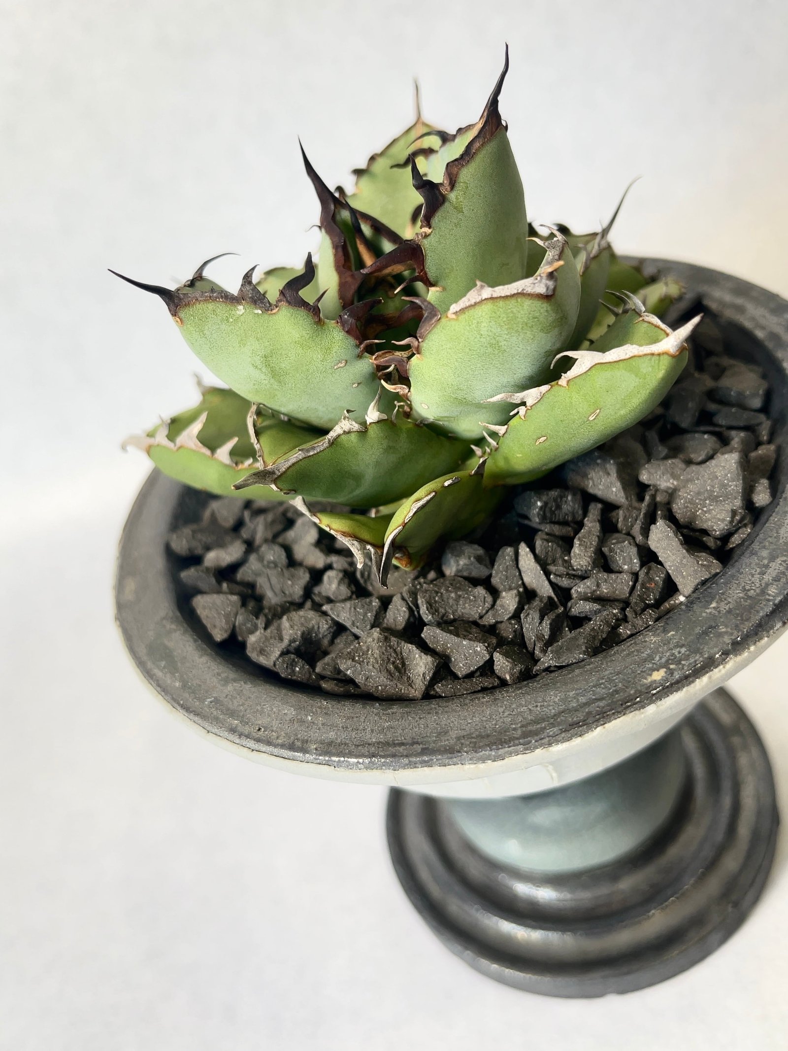 アガベ・黒鯨 | trigger