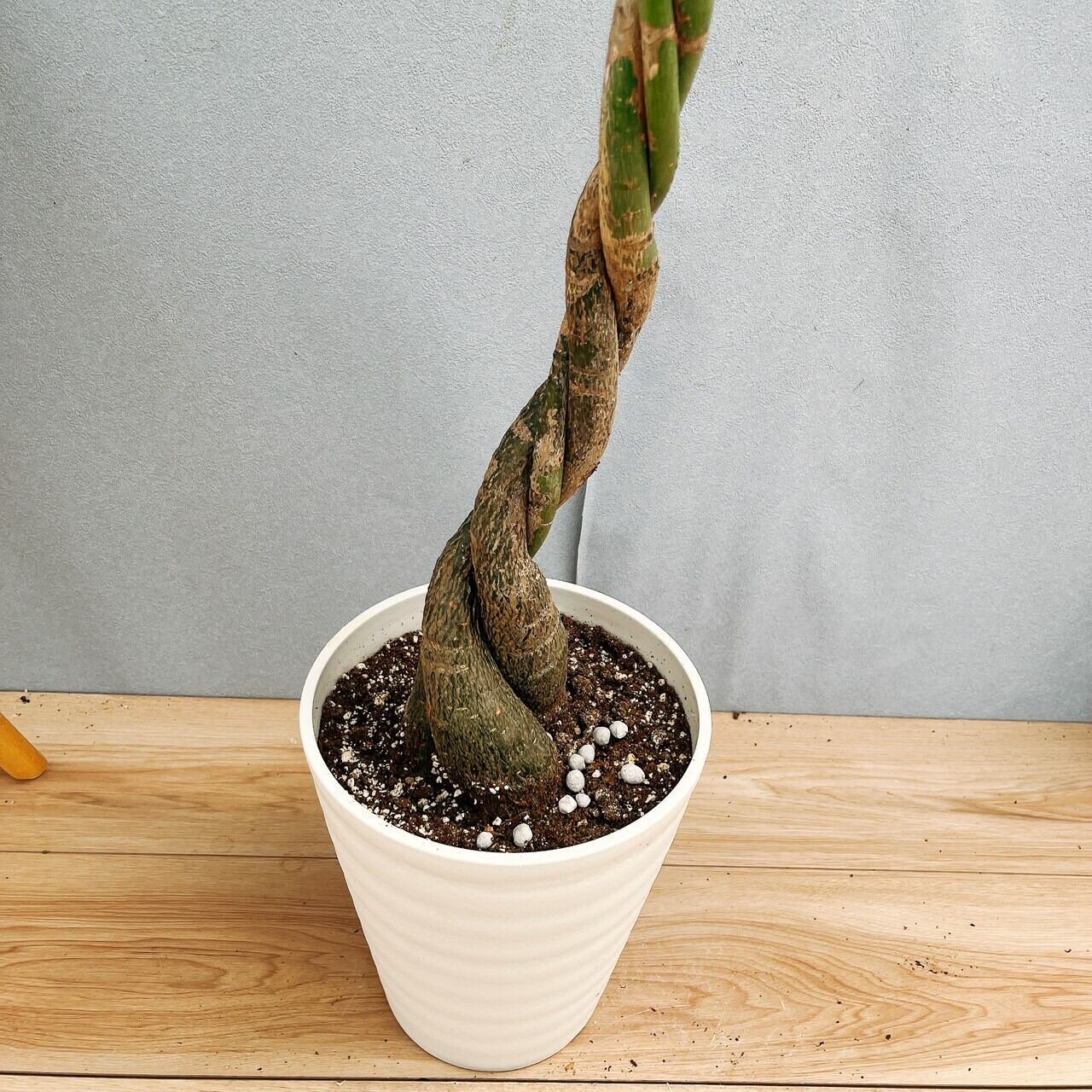 在庫］パキラ 編み込み 7号 観葉植物 おしゃれ 室内 ねじり プラコッタ