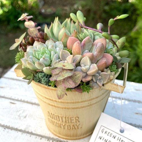 可愛い寄せ植え 多肉植物寄せ植え ブリキポット イエロー 取っ手付き